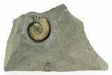Jurassic Ammonite (Xipheroceras) Fossil - Dorset, England #243468-1